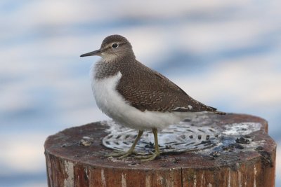 Actitis hypoleucos - Common Sandpiper