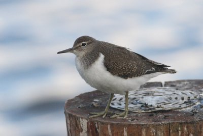 Actitis hypoleucos - Common Sandpiper