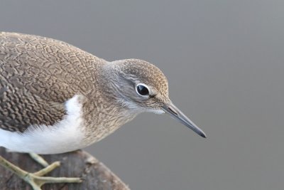 Actitis hypoleucos - Common Sandpiper