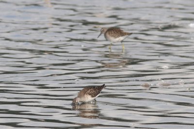 Tringa glareola - Wood Sandpiper