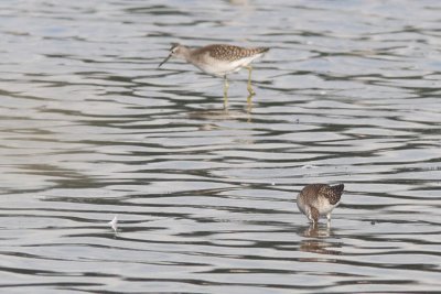 Tringa glareola - Wood Sandpiper