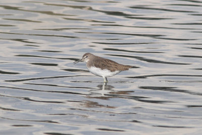 Tringa ochropus - Green Sandpiper