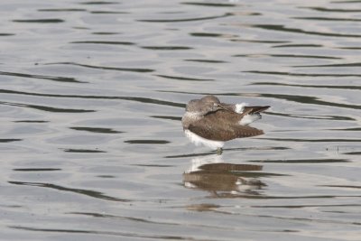 Tringa ochropus - Green Sandpiper