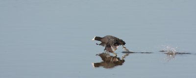 Fulica atra - Eurasian Coot