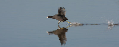 Fulica atra - Eurasian Coot
