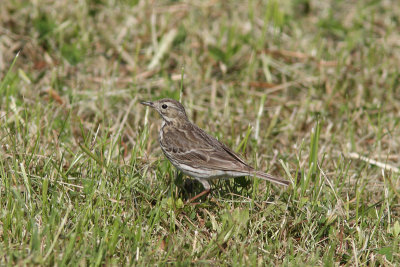 Anthus pratensis - Meadow Pipit