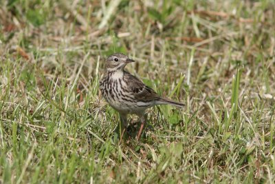 Anthus pratensis - Meadow Pipit