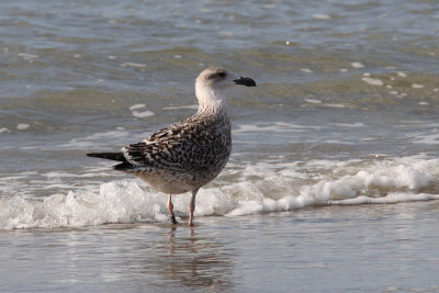 Great Black-backed Gull Bk[JE604]