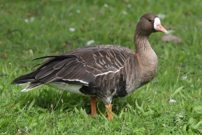 Anser albifrons - Greater White-fronted Goose