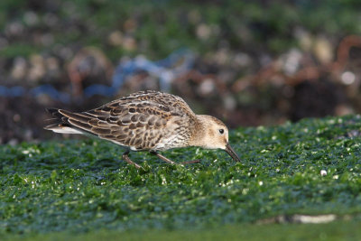 Calidris alpina - Dunlin