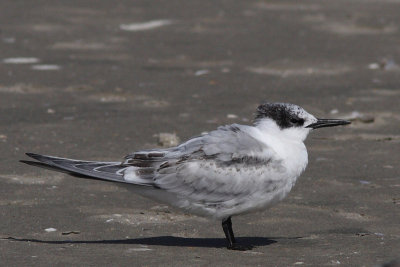 Thalasseus sandvicensis - Sandwich Tern