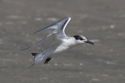 Thalasseus sandvicensis - Sandwich Tern