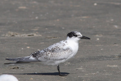 Thalasseus sandvicensis - Sandwich Tern