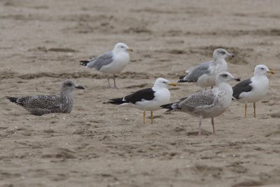 Kleine Mantelmeeuw 'intermedius'