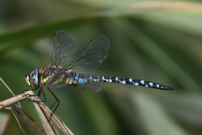 Aeshna mixta - Migrant Hawker