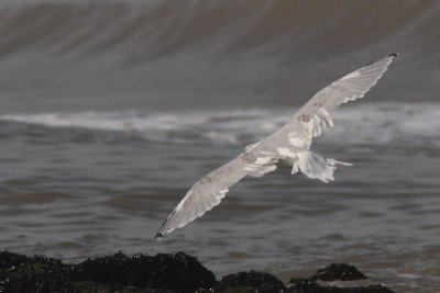 Herring Gull, particlly leucistic