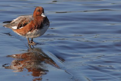 Anas penelope - Eurasian Wigeon
