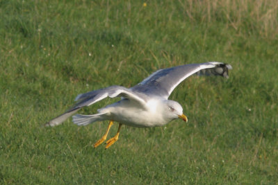 Larus michahellis - Yellow-legged Gull