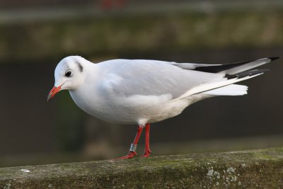 Kokmeeuw, >5CY
