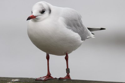 Kokmeeuw