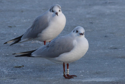 Black-headed Gull W[E5JE]