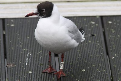 Kokmeeuw