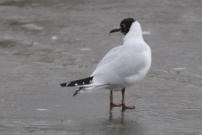 Kokmeeuw