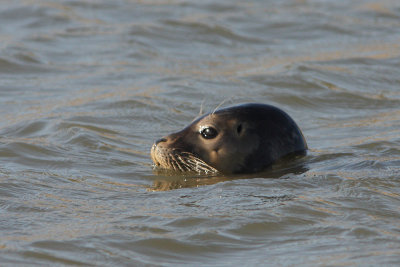 Phoca vitulina - Habour Seal