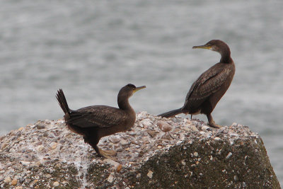 Phalacrocorax aristotelis - European Shag