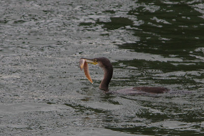 Phalacrocorax aristotelis - European Shag
