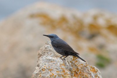 Monticola solitarius - Blue Rock-Thrush