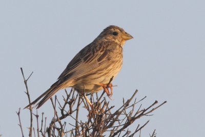 Emberiza calandra - Corn Bunting