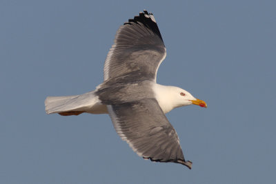 Larus michahellis - Yellow-legged Gull
