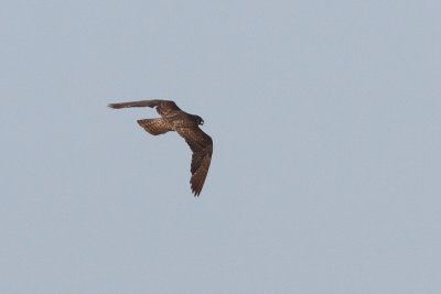 Falco peregrinus - Peregrine Falcon