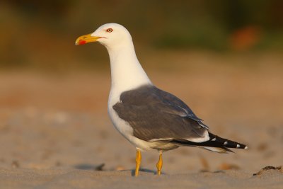 Larus michahellis - Yellow-legged Gull
