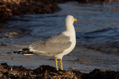 Larus michahellis - Yellow-legged Gull