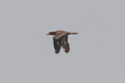 Burhinus oedicnemus - Stone Curlew