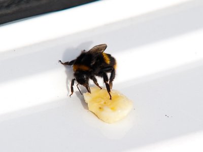 Hungry Bumble Bee