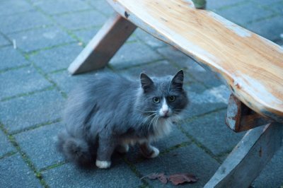 Fishmonger's Cat