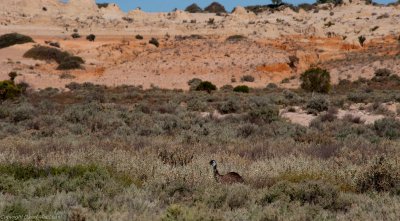 Emu enjoying the view