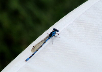 Mxico's blue dragonfly