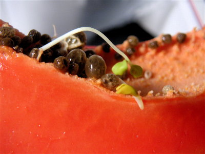 Papaya seed growing inside