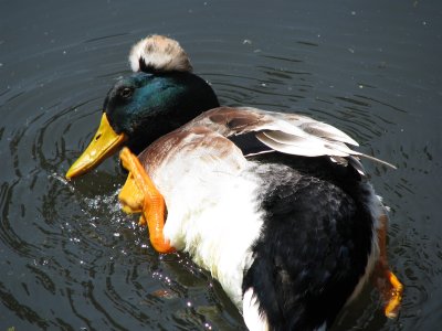 Beautiful multicolored duck with adornment in the head