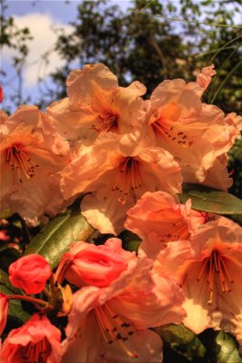 Rhododendron