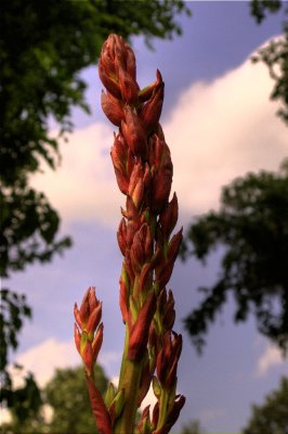 Yucca 1