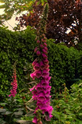 Digitalis 3