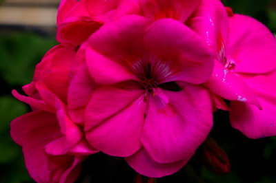 Geranium