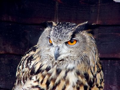 Eagle Owl 3