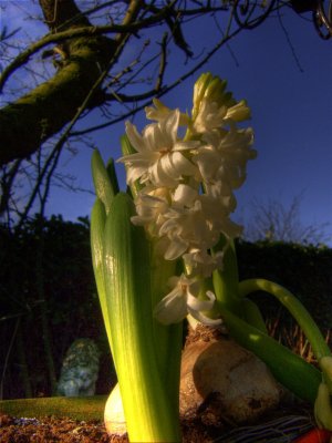 Winter Hyacinth