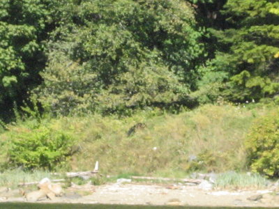 Wildlife